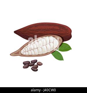 Fresh ripe Cocoa fruit. Cacao pod leaves and beans. Chocolate color Stock Vector