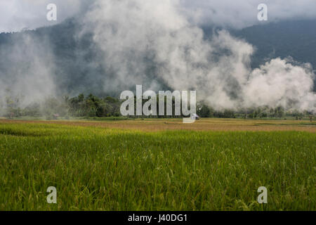 Rice field in the Harau Valley, Sumatra, Indonesia.