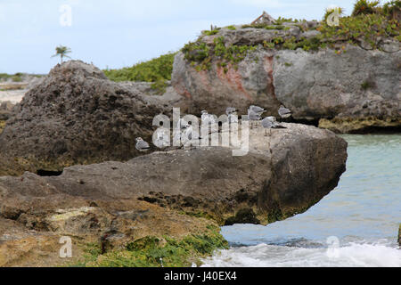 Seagulls on a rock at the oceans edge in Mexico. Stock Photo