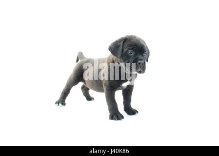 Baby cane corso Stock Photo