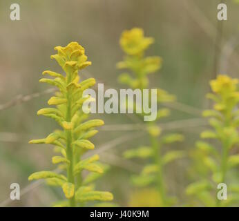 Euphorbia cyparissias, the cypress spurge, infested by the fungus Uromyces pisi-sativi. Stock Photo