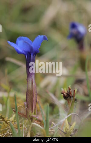 Spring gentian (Gentiana verna) blossom from the side. Stock Photo