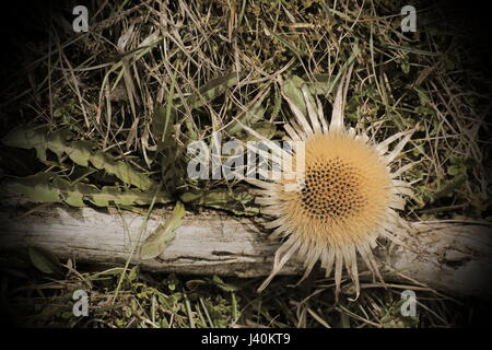 Vintage style image of Carlina acaulis (stemless carline thistle). Stock Photo