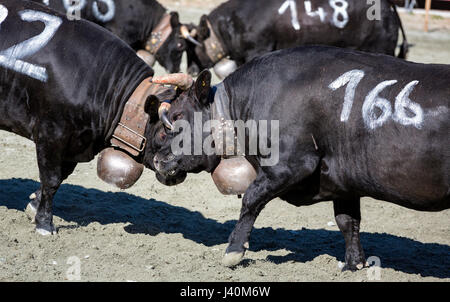 Eringer cows locking horns during a cow fight, tradition, heritage from the Valais, Les Haudères, Switzerland Stock Photo