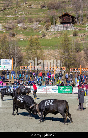 People watching Eringer cows locking horns during a cow fight, tradition, heritage from the Valais, Les Haudères, Switzerland Stock Photo