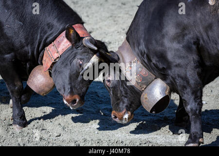 Eringer cows locking horns during a cow fight, tradition, heritage from the Valais, Les Haudères, Switzerland Stock Photo