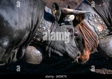 Eringer cows locking horns during a cow fight, tradition, heritage from the Valais, Le Chable, Switzerland Stock Photo