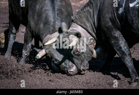 Eringer cows locking horns during a cow fight, tradition, heritage from the Valais, Le Chable, Switzerland Stock Photo