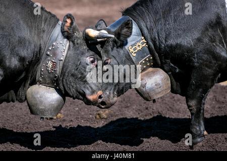 Eringer cows locking horns during a cow fight, tradition, heritage from the Valais, Le Chable, Switzerland Stock Photo