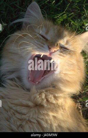 Yawning orange cat on grass Stock Photo