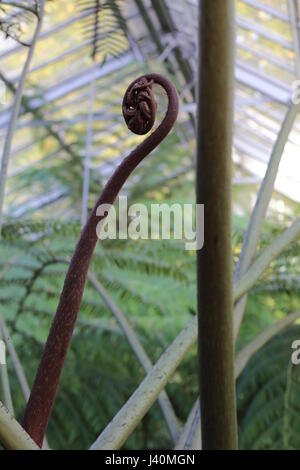 Young leaf of Angiopteris evecta, commonly known as the Giant Fern. Stock Photo