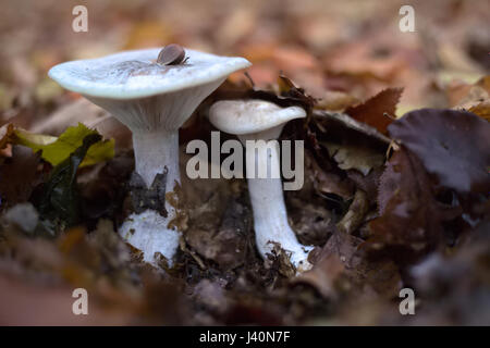 Clitocybe nebularis, commonly known as the clouded agaric, under autumn leaves. Stock Photo