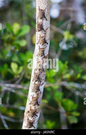 Long-nosed bats (Rhynchonycteris naso) roosting on a tree trunk in daytime, Amazonian tropical rain forest at La Selva lodge on the Napo River, Ecuado Stock Photo