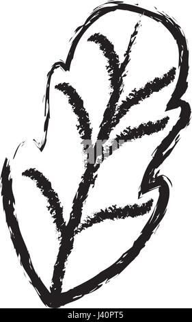 monochrome blurred silhouette of leaf of beet Stock Vector