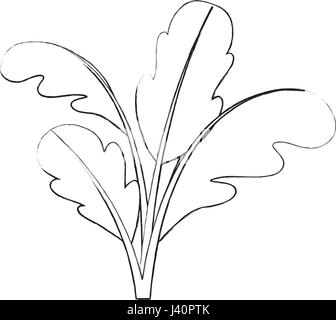 monochrome blurred silhouette of beet plant Stock Vector