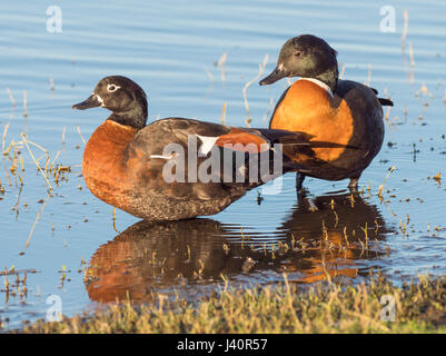 A colorful Australian Shelduck (Tadorna tadornoides) pair, with the male on the right, at Hersdman Lake in Perth, Western Australia. Stock Photo