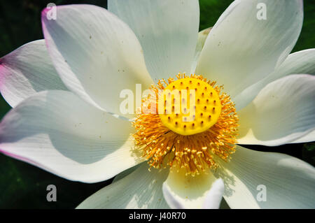 Beautiful blossoming lotus flower closeup in summer Stock Photo