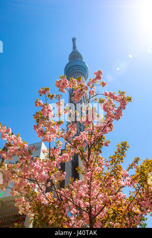 Cherry blossoms with Tokyo Skytree Stock Photo