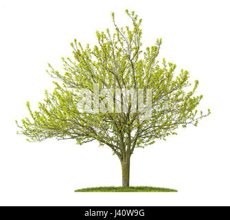 Isolated golden elm tree on a white background Stock Photo