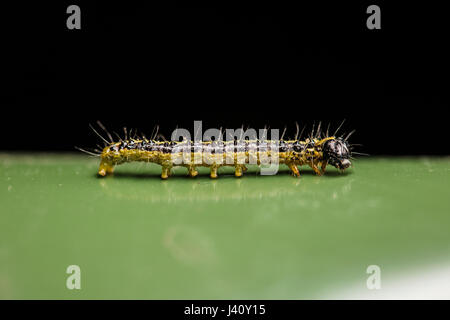 caterpillar worm on green Stock Photo