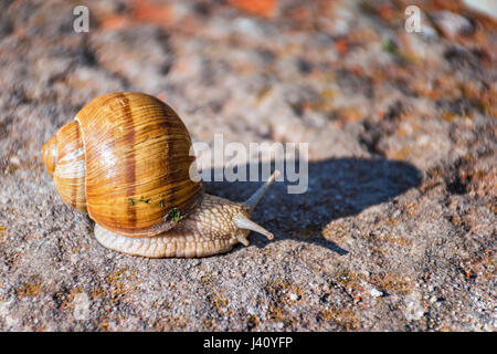 Snail moving slowly on the rock in the green grass Stock Photo