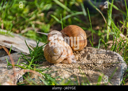 Snails climbing on the rock in the green grass Stock Photo