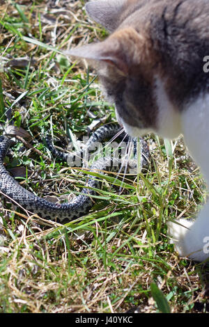 Domestic cat hunting and killing adder snake. Stock Photo