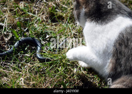 Domestic cat hunting adder snake in garden. Stock Photo