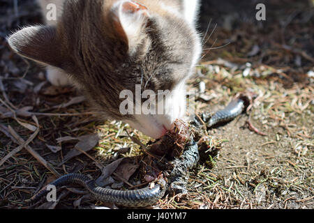 Cat eating adder snake in garden. Stock Photo