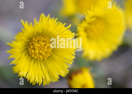 Yellow flowers. Tussilago farfara, commonly known as coltsfoot. Stock Photo