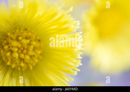 Beautiful yellow flower Tussilago farfara, commonly known as coltsfoot. Focus on foreground. Stock Photo