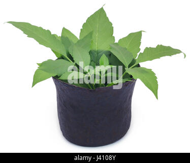 Vitex Negundo or Medicinal Nishinda leaves in a vintage bowl Stock Photo