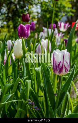 Group of striped white and pink tulips in a park Stock Photo - Alamy