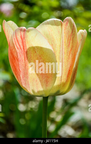 Beautiful yellow and red striped tulip backlit closeup Stock Photo