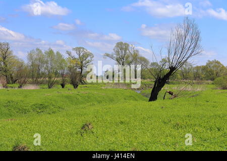 Spring landscape - lonely tree, meadow and blue sky Stock Photo