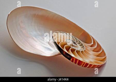 Nautilus shell section, oblique foreshortened view, focus-stacked image in natural window light. giving subtle shadows on pale background.. Stock Photo