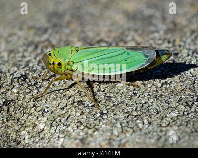 Green Leaf-hopper (Cicadella viridis) Lancashire UK. Focus-stacked macro image. Stock Photo