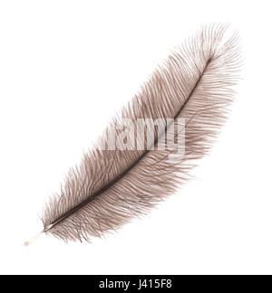 Brown big feather isolated on white background Stock Photo