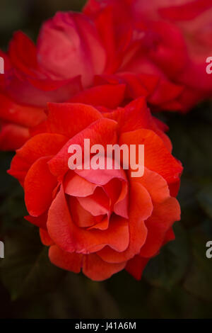 Vertical photo of the three coral red roses on dark background Stock Photo