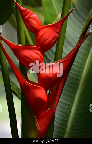 Red Heliconia flower in front of green leaves. Stock Photo