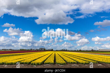 A beautiful tulip field under a cloudy blue sky in the Netherlands Stock Photo