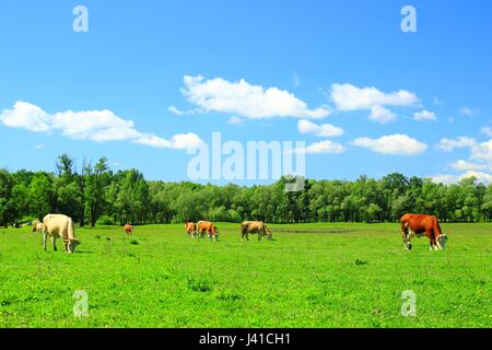 Cows graze on farmland Stock Photo