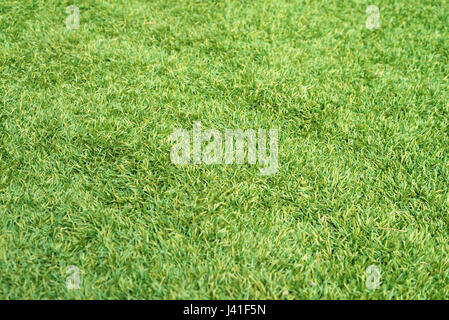 Green grass texture from a field Stock Photo