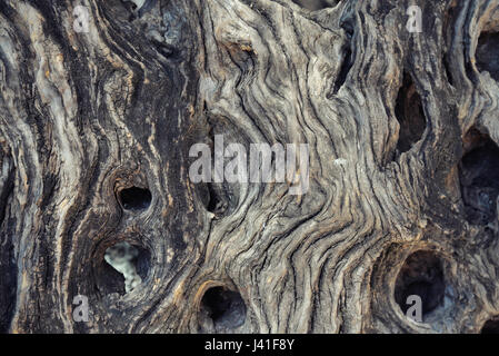 Texture of the old olive tree closeup Stock Photo