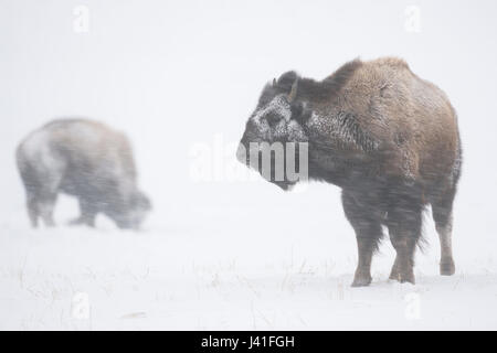 American Bison ( Bison bison ) in harsh winter weather, during a blizzard, snow storm, heavy snowfall, snow and ice crusted fur, strong winds blasting Stock Photo