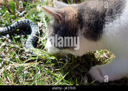Cat hunting and killing adder snake (vipera berus) in garden. Stock Photo