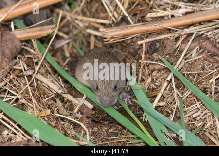 Young field vole, also known as short-tailed vole (Microtus agrestis) in the nest Stock Photo