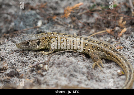 Close-up of young sand lizard (Lacerta agilis), one of a number of animals being re-introduced into a suitably-managed heathland site in Surrey, UK Stock Photo