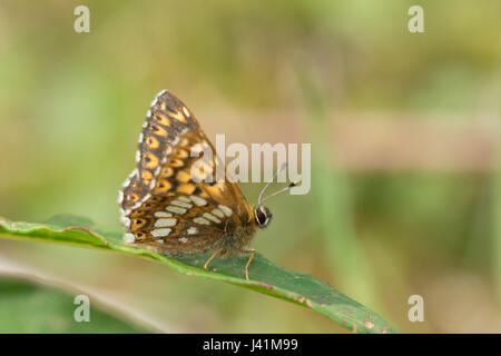 Duke of Burgundy butterfly (Hamearis lucina), UK Stock Photo