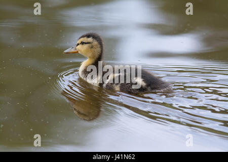 Young mallard ducking (Anas platyrhynchos) swimming on lake Stock Photo